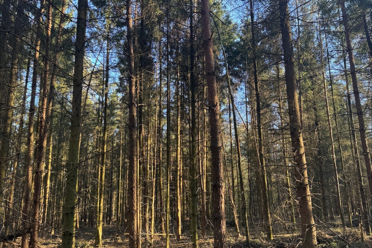 Bosgrond Hoenderloo / Beekbergen Hoenderloo/Beekbergen - 7.540 m² Verkocht
