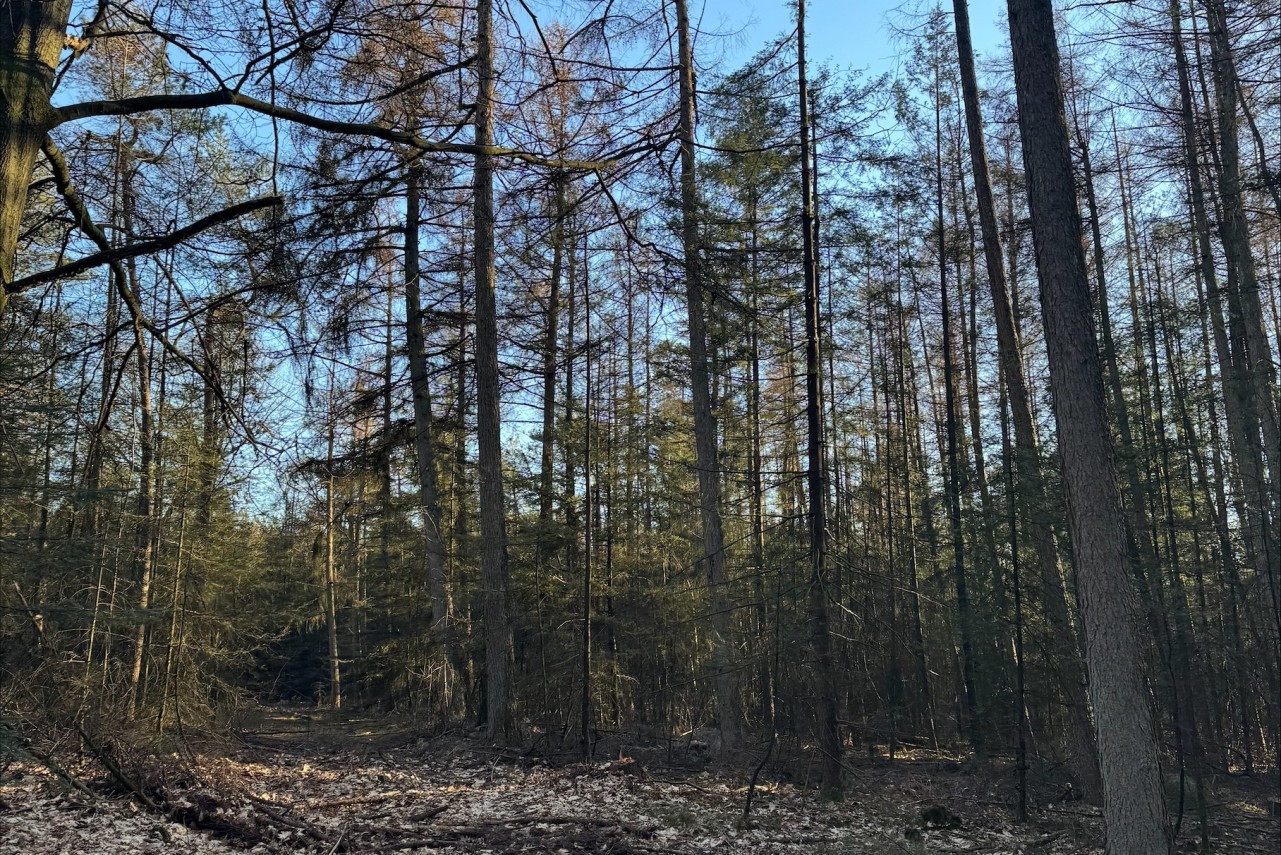 Bosgrond Krimweg, Hoenderloo/Beekbergen Hoenderloo/Beekbergen - 4.770 m² Verkocht