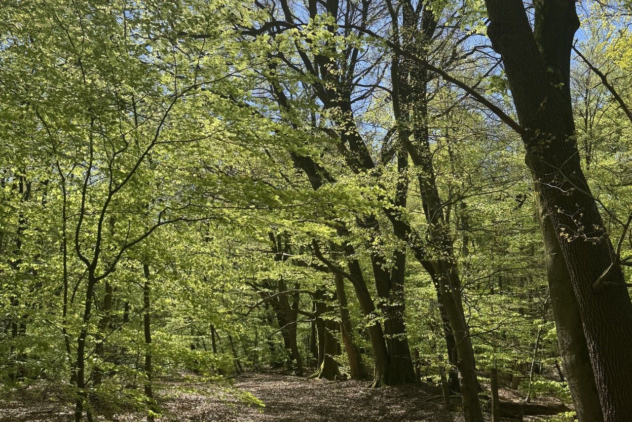 Bosgrond Arnhem (Waterberg) Arnhem - 14.080 m2  Te koop