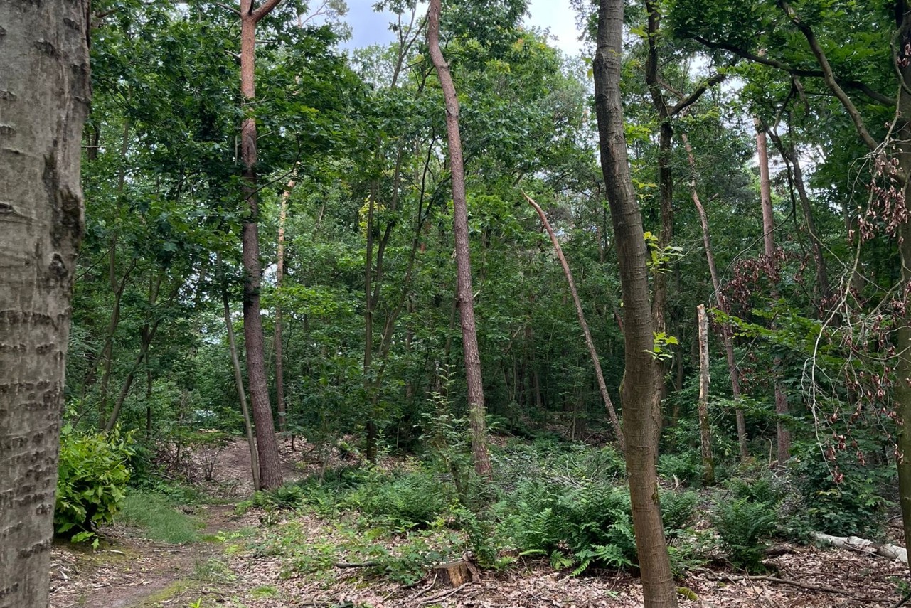 Krimweg Hoenderloo/Beekbergen - 4.420 m² Verkocht