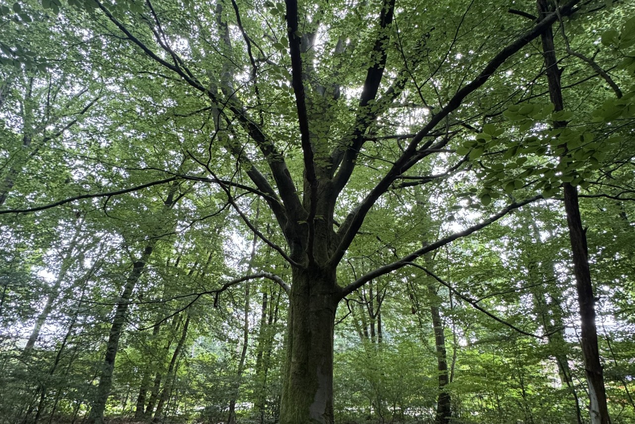 Domeinlaan  Dieren - 800 m² Verkocht