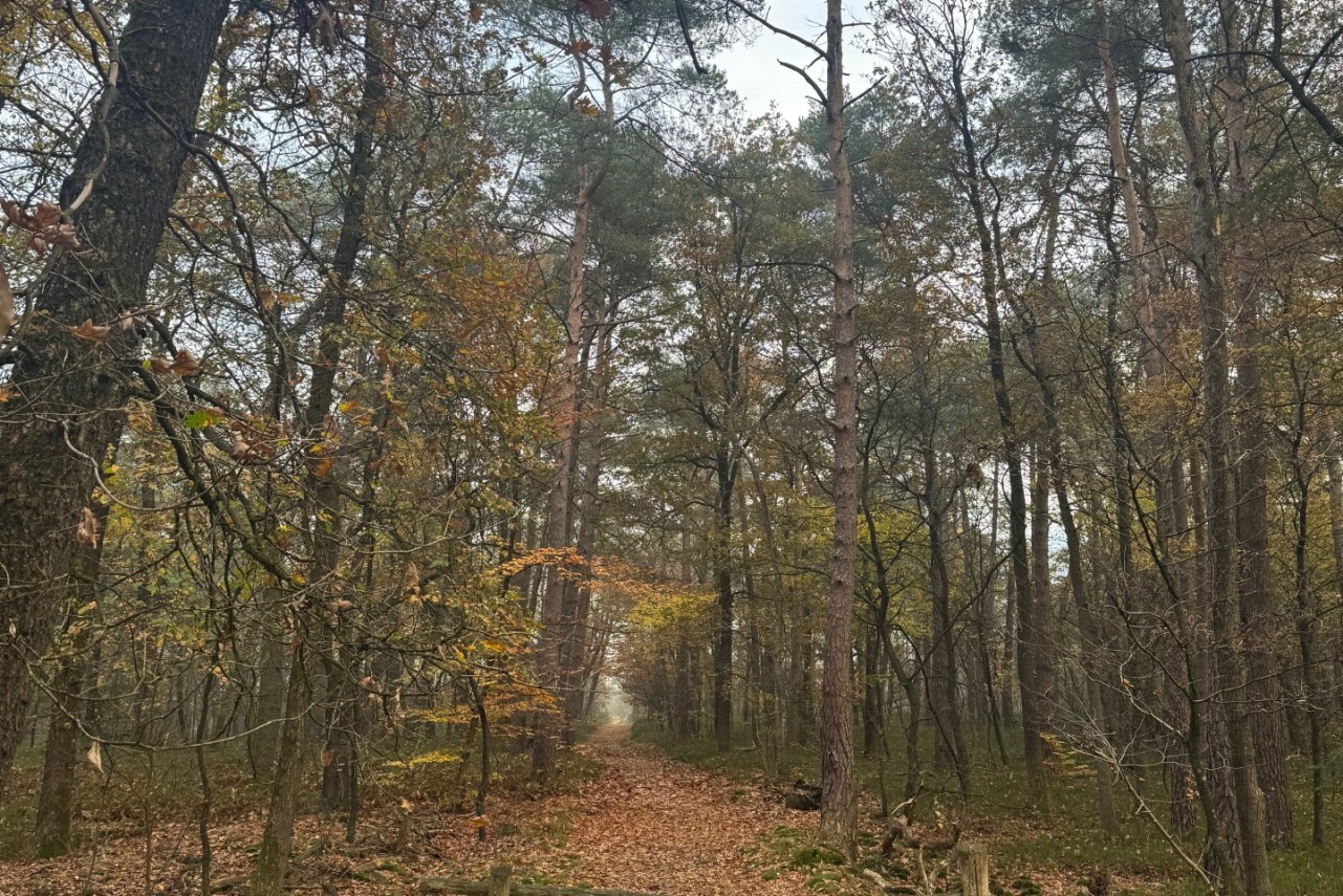 Woestehoefweg Hoenderloo - 3.720 m&sup2; Verkocht
