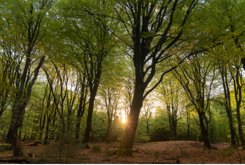 Berg en Dalweg  Beekbergen - 10.868 m&sup2; Verkocht