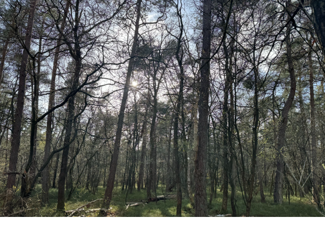 Woestehoefweg Hoenderloo - 4.425 m&sup2; Verkocht