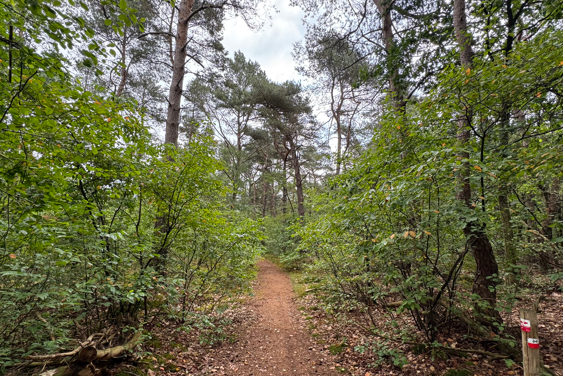 Bovenstedwarsweg Oldebroek - 11.240 m&sup2; Te koop