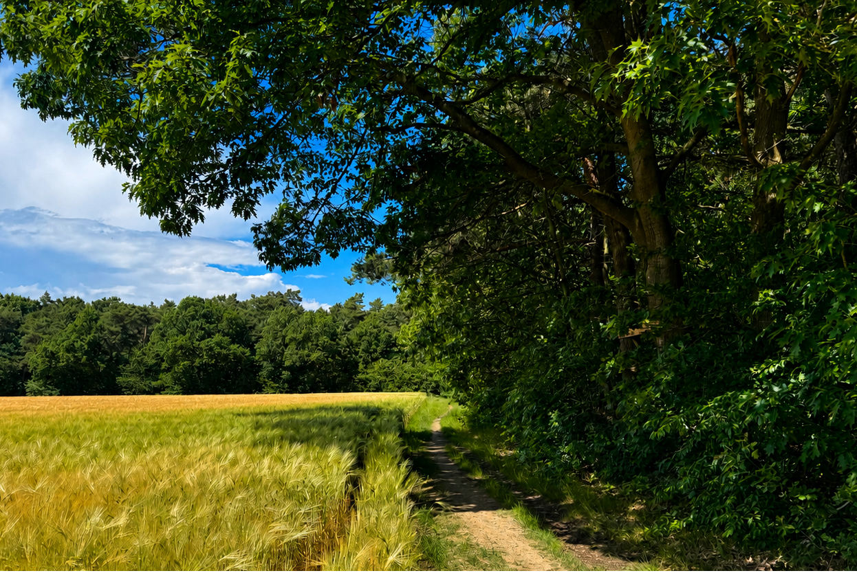 Bovensbos Helden - 5.200 m&sup2; Te koop