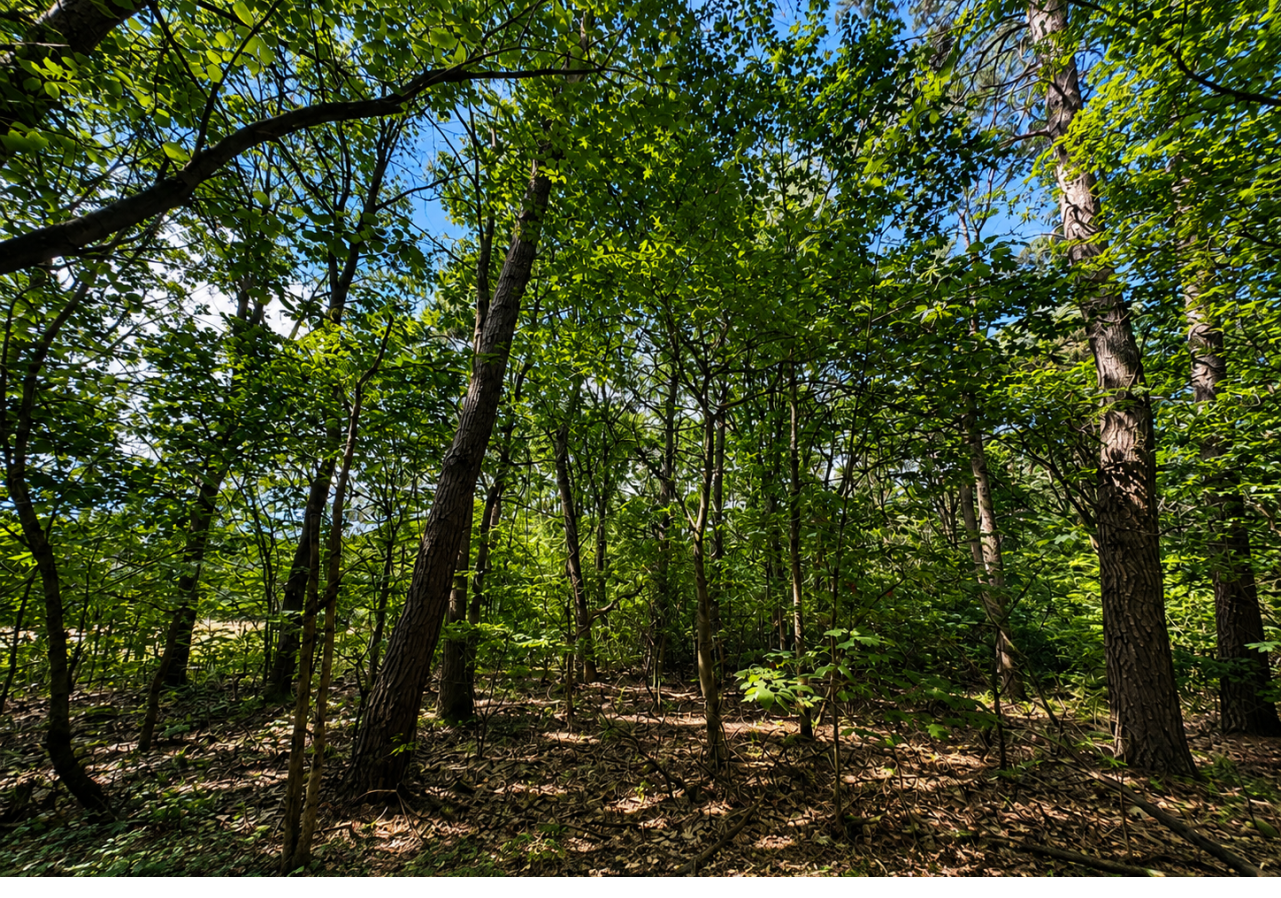 Bovensbos Helden - 5.200 m&sup2; Verkocht